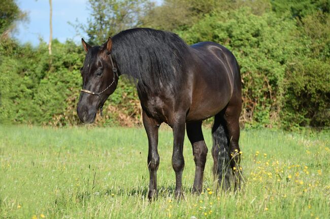 Traumhafter, superlieber PRE Wallach, Kerstin Rehbehn (Pferdemarketing Ost), Horses For Sale, Nienburg