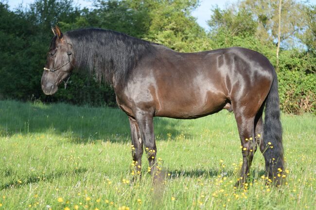 Traumhafter, superlieber PRE Wallach, Kerstin Rehbehn (Pferdemarketing Ost), Horses For Sale, Nienburg, Image 3