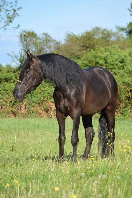 Traumhafter, superlieber PRE Wallach, Kerstin Rehbehn (Pferdemarketing Ost), Horses For Sale, Nienburg, Image 2