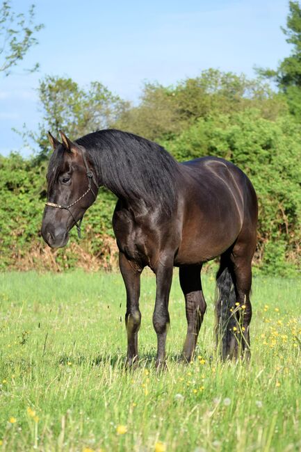 Traumhafter, superlieber PRE Wallach, Kerstin Rehbehn (Pferdemarketing Ost), Horses For Sale, Nienburg, Image 4