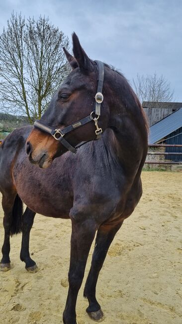 Traumhafte Westfalenstute als Beisteller, Katja Schilling , Horses For Sale, Gevelsberg, Image 4