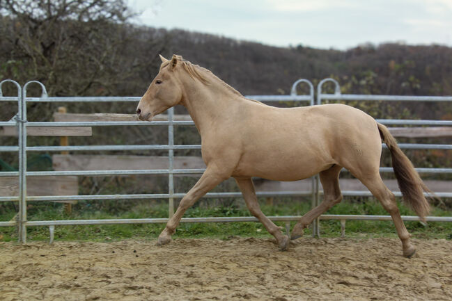 #dreamscometrue #therarestandmostexpensivecolor, WOW Pferd  (WOW Pferd), Horses For Sale, Bayern - Attenkirchen, Image 4