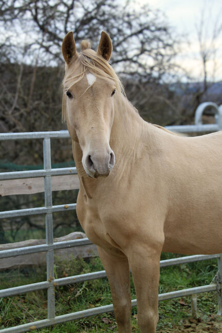 #dreamscometrue #therarestandmostexpensivecolor, WOW Pferd  (WOW Pferd), Konie na sprzedaż, Bayern - Attenkirchen