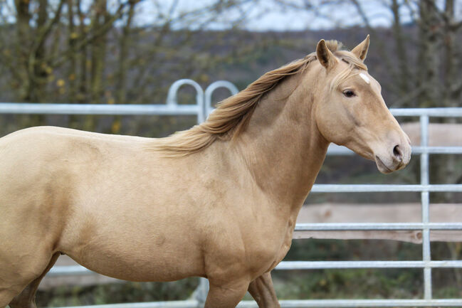 #dreamscometrue #therarestandmostexpensivecolor, WOW Pferd  (WOW Pferd), Pferd kaufen, Bayern - Attenkirchen, Abbildung 5