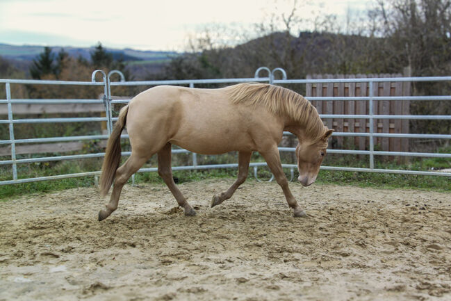 #dreamscometrue #therarestandmostexpensivecolor, WOW Pferd  (WOW Pferd), Pferd kaufen, Bayern - Attenkirchen, Abbildung 7