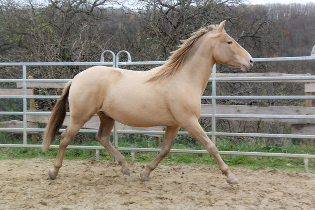 #dreamscometrue #therarestandmostexpensivecolor, WOW Pferd  (WOW Pferd), Pferd kaufen, Bayern - Attenkirchen, Abbildung 3