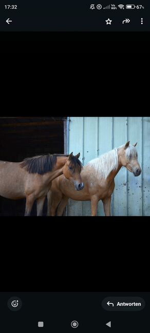 Dreijährige Reitponystute - Sportpony in Sonderfarbe, Kristin Peldszus , Pferd kaufen, Transfeld 