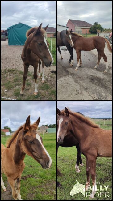 Dressur Stutfohlen Dunkelfuchs, Daniela, Horses For Sale, Oebisfelde, Image 7