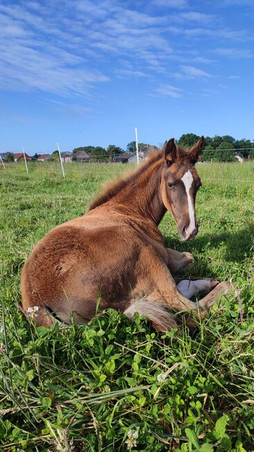 Dressur Stutfohlen Dunkelfuchs, Daniela, Horses For Sale, Oebisfelde, Image 5