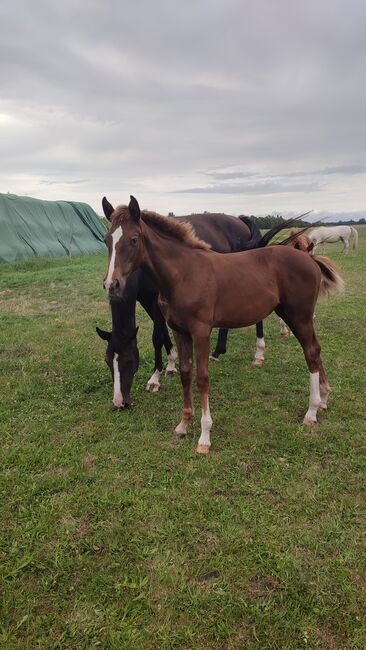 Dressur Stutfohlen Dunkelfuchs, Daniela, Horses For Sale, Oebisfelde, Image 3