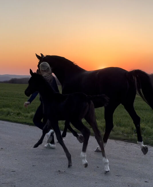 Dressurfohlen Hengst Rappe, Jessica Wiemer, Horses For Sale, Flöha, Image 5