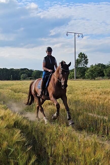 Dressurpferd vom Quaterback, Jacqui Kunter-Wilck , Horses For Sale, Schwerin, Image 6