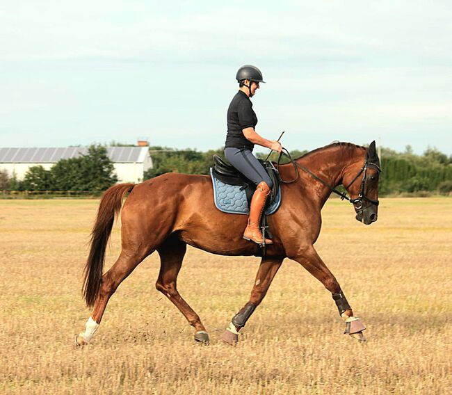 Dressurpferd vom Quaterback, Jacqui Kunter-Wilck , Horses For Sale, Schwerin, Image 10