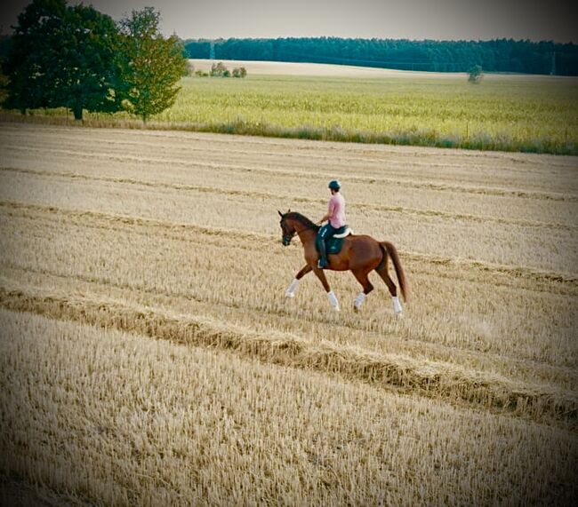 Dressurpferd vom Quaterback, Jacqui Kunter-Wilck , Horses For Sale, Schwerin, Image 5