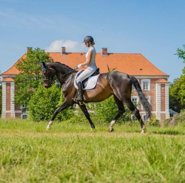 Dressurpferd, Ilka Klüver, Horses For Sale, Sieversdorf, Image 11