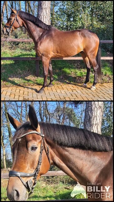 Dressuurpferd, Carlson, Horses For Sale, winterswijk Kotten, Image 3