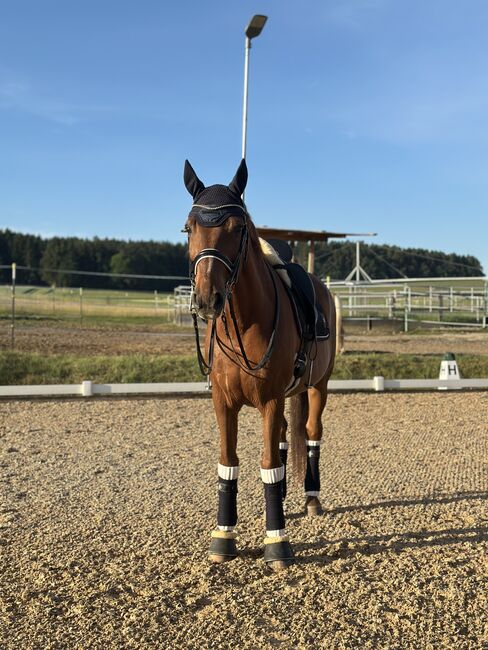 Dressurpferd sucht Reitbeteiligung, Michaela, Horse Sharing, Todtenweis