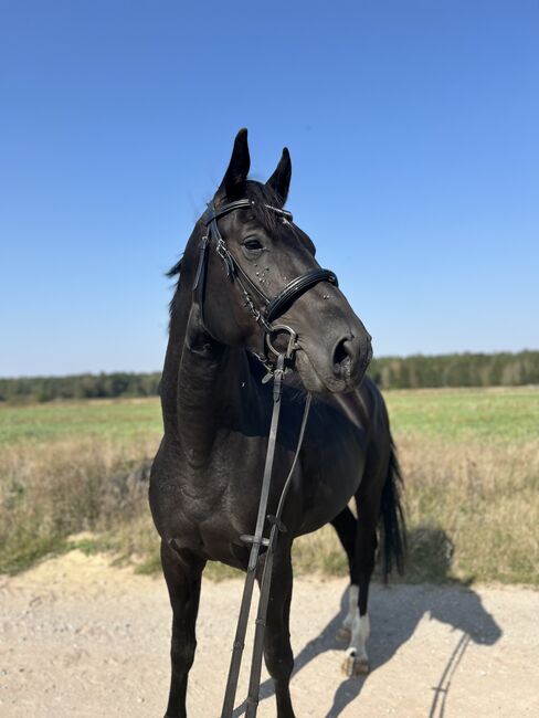 Dressurpferd mit Qualität - Nachwuchswallach aus Spitzenlinie, Sarah, Horses For Sale, Brandenburg an der Havel