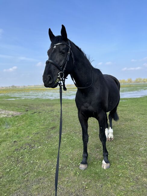 Dressurpferd mit Qualität - Nachwuchswallach aus Spitzenlinie, Sarah, Horses For Sale, Brandenburg an der Havel, Image 6