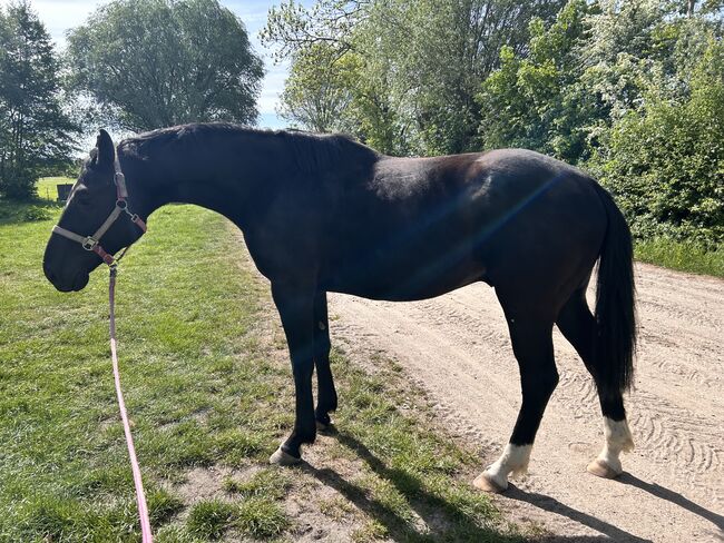 Dressurpferd mit Qualität - Nachwuchswallach aus Spitzenlinie, Sarah, Horses For Sale, Brandenburg an der Havel, Image 9
