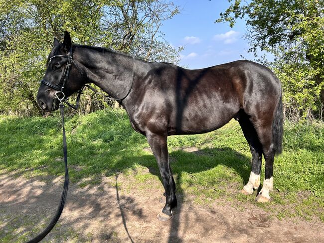 Dressurpferd mit Qualität - Nachwuchswallach aus Spitzenlinie, Sarah, Horses For Sale, Brandenburg an der Havel, Image 5
