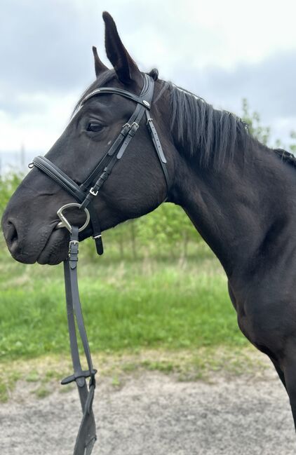 Dressurpferd mit Qualität - Nachwuchswallach aus Spitzenlinie, Sarah, Horses For Sale, Brandenburg an der Havel, Image 8