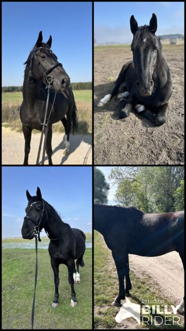 Dressurpferd mit Qualität - Nachwuchswallach aus Spitzenlinie, Sarah, Horses For Sale, Brandenburg an der Havel, Image 11
