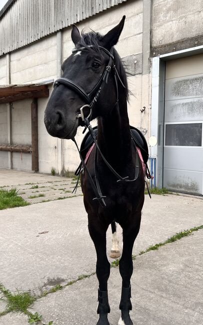 Dressurpferd mit Qualität - Nachwuchswallach aus Spitzenlinie, Sarah, Horses For Sale, Brandenburg an der Havel, Image 7