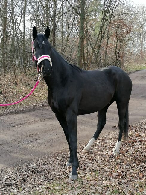 Dressurpferd mit Qualität - Nachwuchswallach aus Spitzenlinie, Sarah, Horses For Sale, Brandenburg an der Havel, Image 2