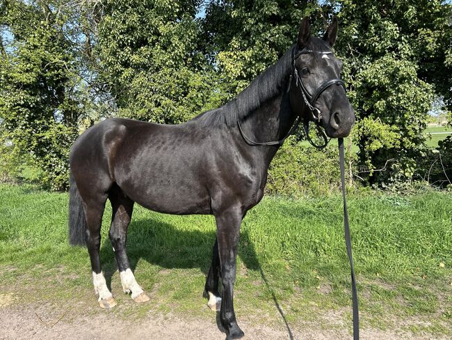 Dressurpferd mit Qualität - Nachwuchswallach aus Spitzenlinie, Sarah, Horses For Sale, Brandenburg an der Havel, Image 4