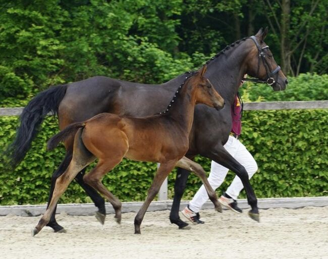 Dressurfohlen Stute, Jessica Wiemer (Zuchtstall Flöhatal), Horses For Sale, Flöha, Image 3