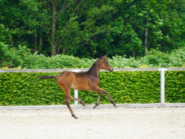 Dressurfohlen Stute, Jessica Wiemer (Zuchtstall Flöhatal), Horses For Sale, Flöha, Image 5