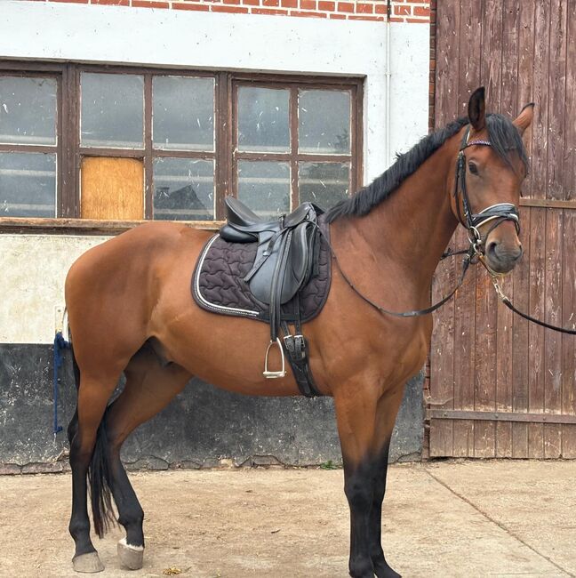 Dressursattel 17 Zoll, dt saddlery Germany , Katja, Dressage Saddle, Gera, Image 6