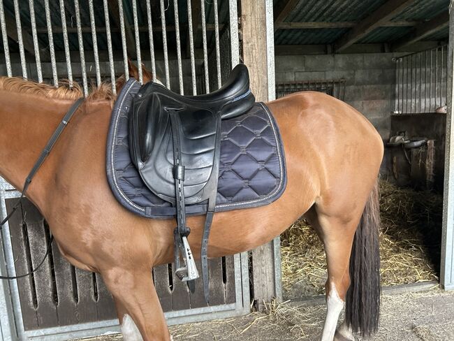 Dressursattel Devoucoux Makila Harmonie, Devoucux  Makila Harmonie , Maya , Dressage Saddle, Wolmersdorf, Image 5