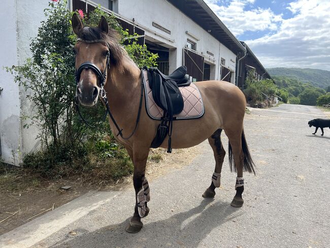 Dressursattel von Zaldi, Zaldi, Nadine, Dressage Saddle, Katzenelnbogen, Image 2