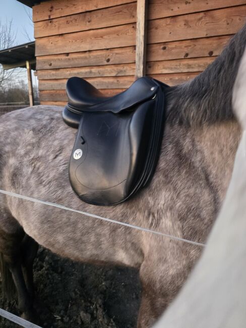 Dressursattel Meyer Selles, Meyer Selles, Hasse, Dressage Saddle, Raguhn-Jeßnitz , Image 4