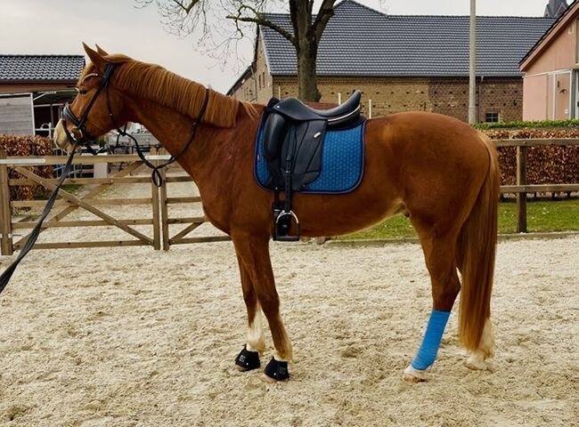 Dressursattel Voltaire Adelaide, Voltaire Adelaide, Franzi, Dressage Saddle, Nohfelden, Image 14