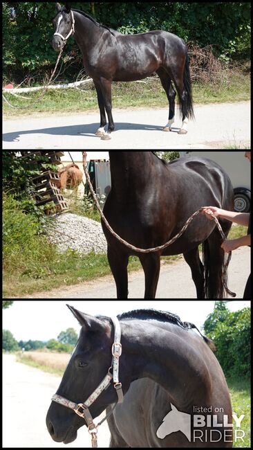 Dressurtalent mit Charme und Perspektive, Kerstin Rehbehn (Pferdemarketing Ost), Horses For Sale, Nienburg, Image 4