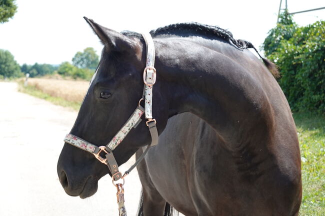 Dressurtalent mit Charme und Perspektive, Kerstin Rehbehn (Pferdemarketing Ost), Horses For Sale, Nienburg, Image 2
