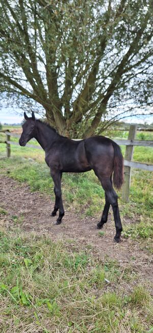 Dressuryoungster Dream Royal x Fürst Romacier, Tietze , Horses For Sale, Neuburg, Image 2