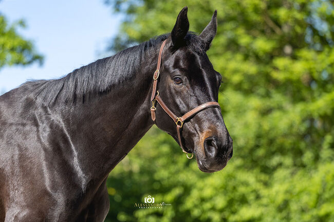 #dressagedream #goldenheart, WOW Pferd  (WOW Pferd), Horses For Sale, Bayern - Attenkirchen, Image 5