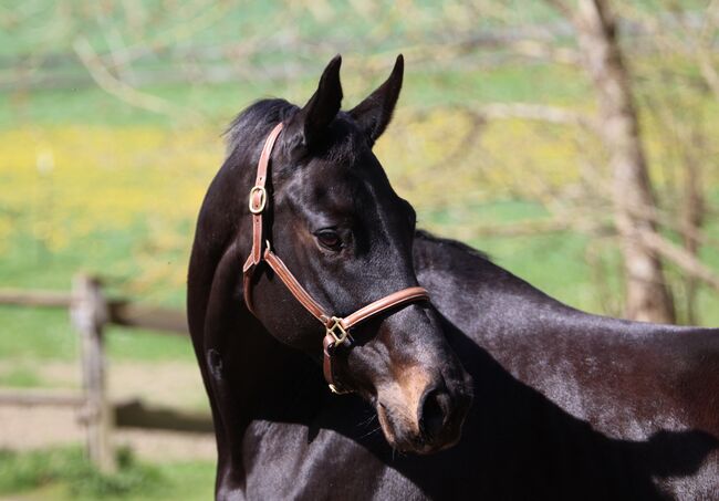 #dressagedream #goldenheart, WOW Pferd  (WOW Pferd), Horses For Sale, Bayern - Attenkirchen, Image 3