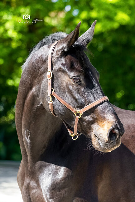 #dressagedream #goldenheart, WOW Pferd  (WOW Pferd), Horses For Sale, Bayern - Attenkirchen, Image 4