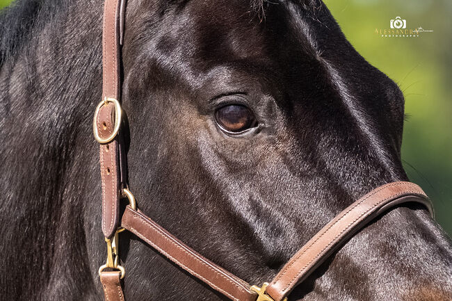 #dressagedream #goldenheart, WOW Pferd  (WOW Pferd), Horses For Sale, Bayern - Attenkirchen, Image 3
