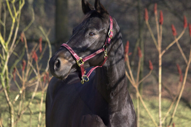 #dressagedream #goldenheart, WOW Pferd  (WOW Pferd), Horses For Sale, Bayern - Attenkirchen, Image 2