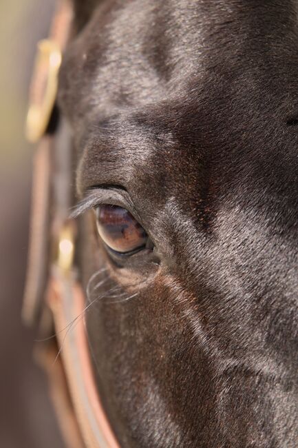 #dressagedream #goldenheart, WOW Pferd  (WOW Pferd), Horses For Sale, Bayern - Attenkirchen, Image 4