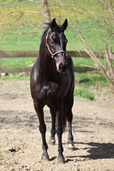 #dressagedream #goldenheart, WOW Pferd  (WOW Pferd), Horses For Sale, Bayern - Attenkirchen, Image 2