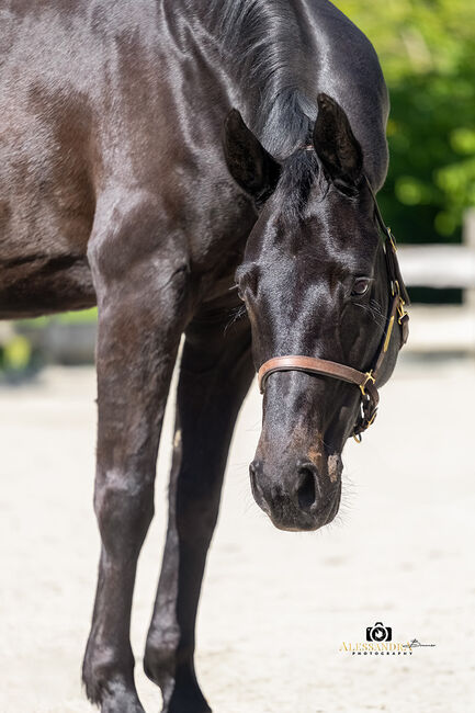 #dressagedream #goldenheart, WOW Pferd  (WOW Pferd), Horses For Sale, Bayern - Attenkirchen, Image 2