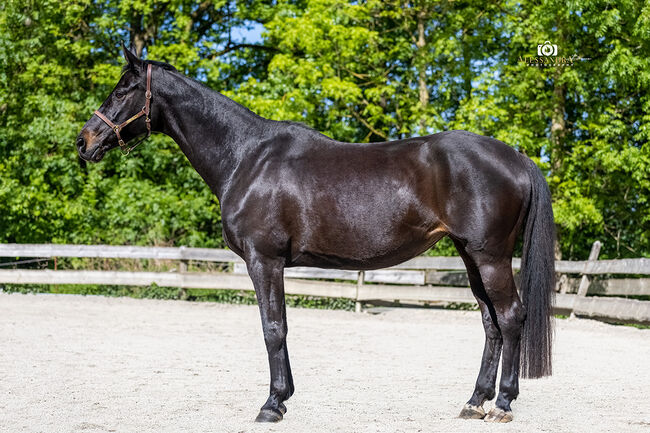 #dressagedream #goldenheart, WOW Pferd  (WOW Pferd), Horses For Sale, Bayern - Attenkirchen, Image 6
