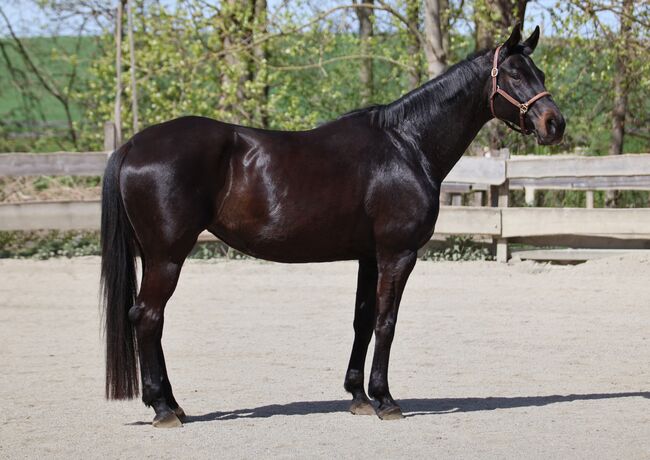 #dressagedream #goldenheart, WOW Pferd  (WOW Pferd), Horses For Sale, Bayern - Attenkirchen, Image 5